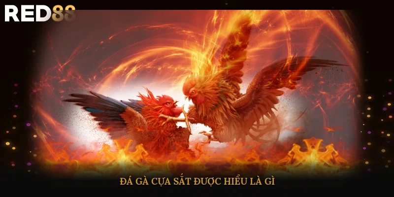 Đá gà cựa sắt được hiểu là gì?