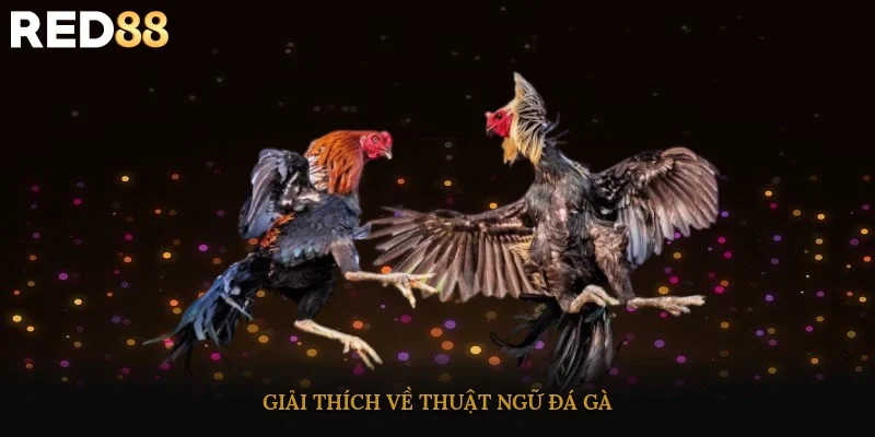 Giải thích về thuật ngữ đá gà