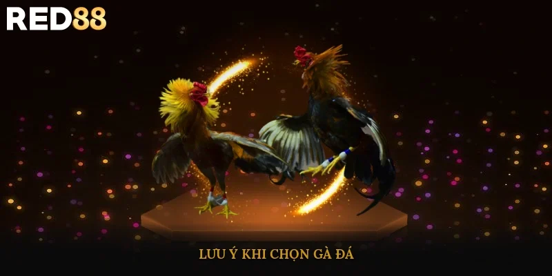 Lưu ý khi chọn gà đá