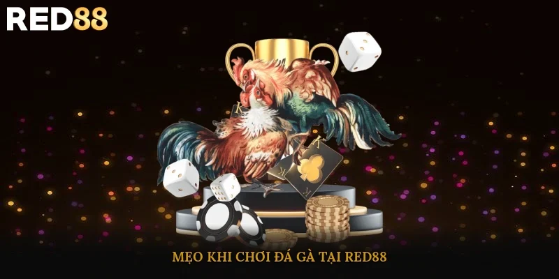 Mẹo khi chơi đá gà tại Red88