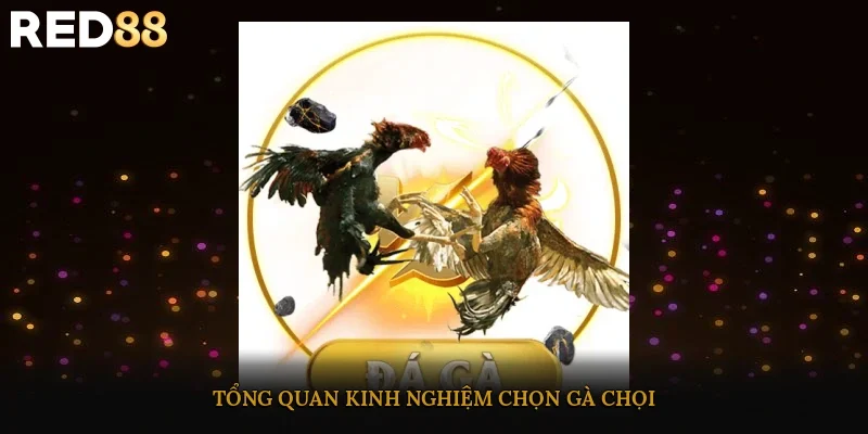 Tổng quan kinh nghiệm chọn gà chọi