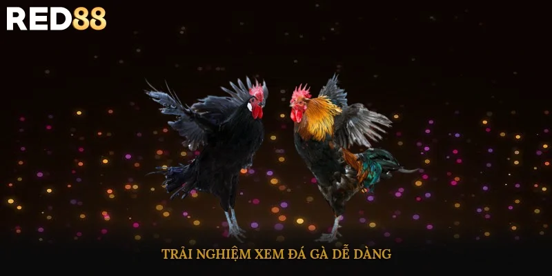 Trải nghiệm xem đá gà dễ dàng