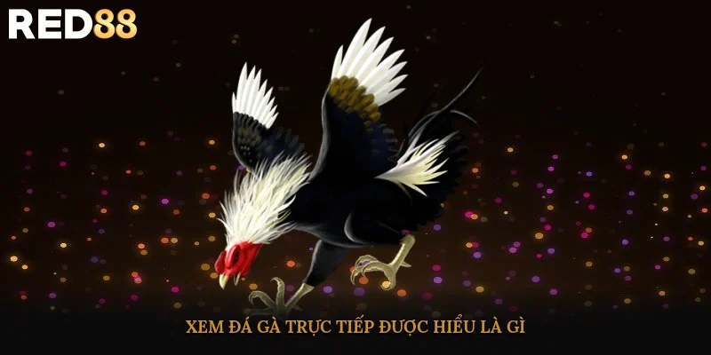 Xem đá gà trực tiếp được hiểu là gì?