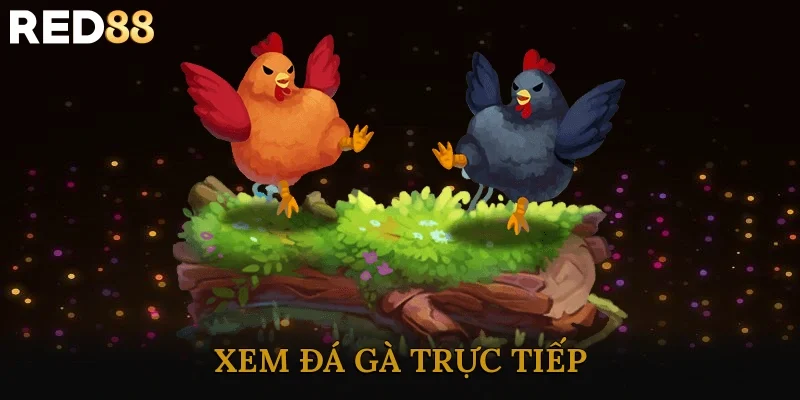 Xem Đá Gà Trực Tiếp