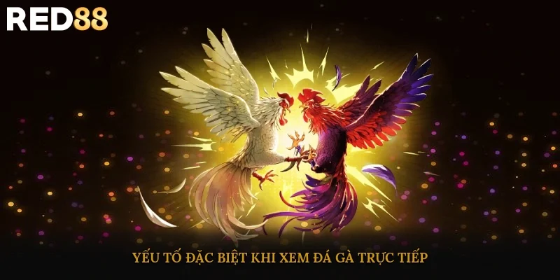 Yếu tố đặc biệt khi xem đá gà trực tiếp